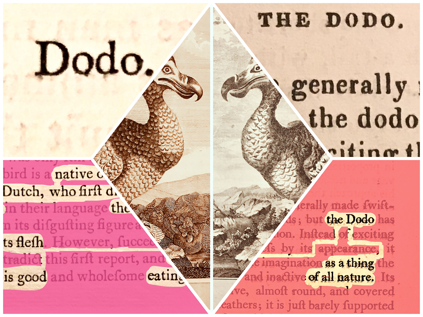 dodo Nature birds book books print ILLUSTRATION 