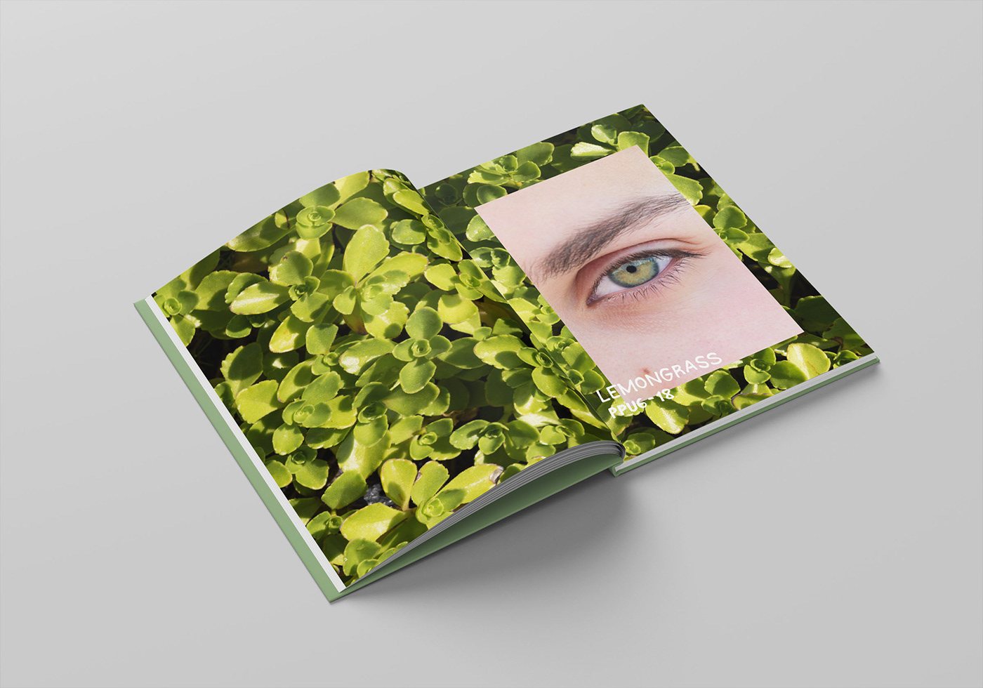 book design editorial InDesign Layout Photography  photoshop