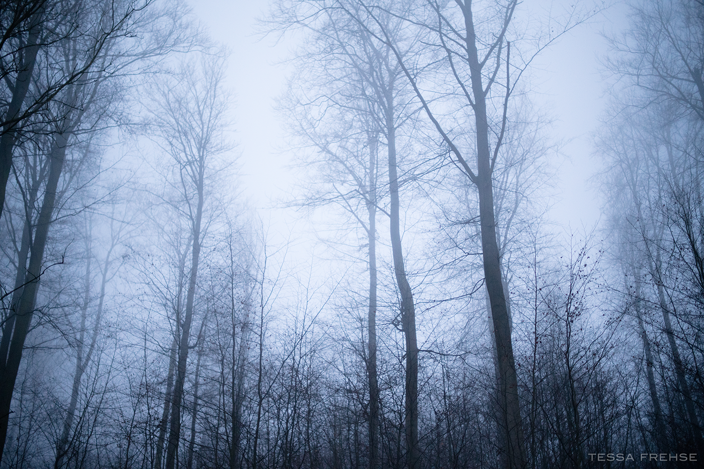 forest walk Morning Fog