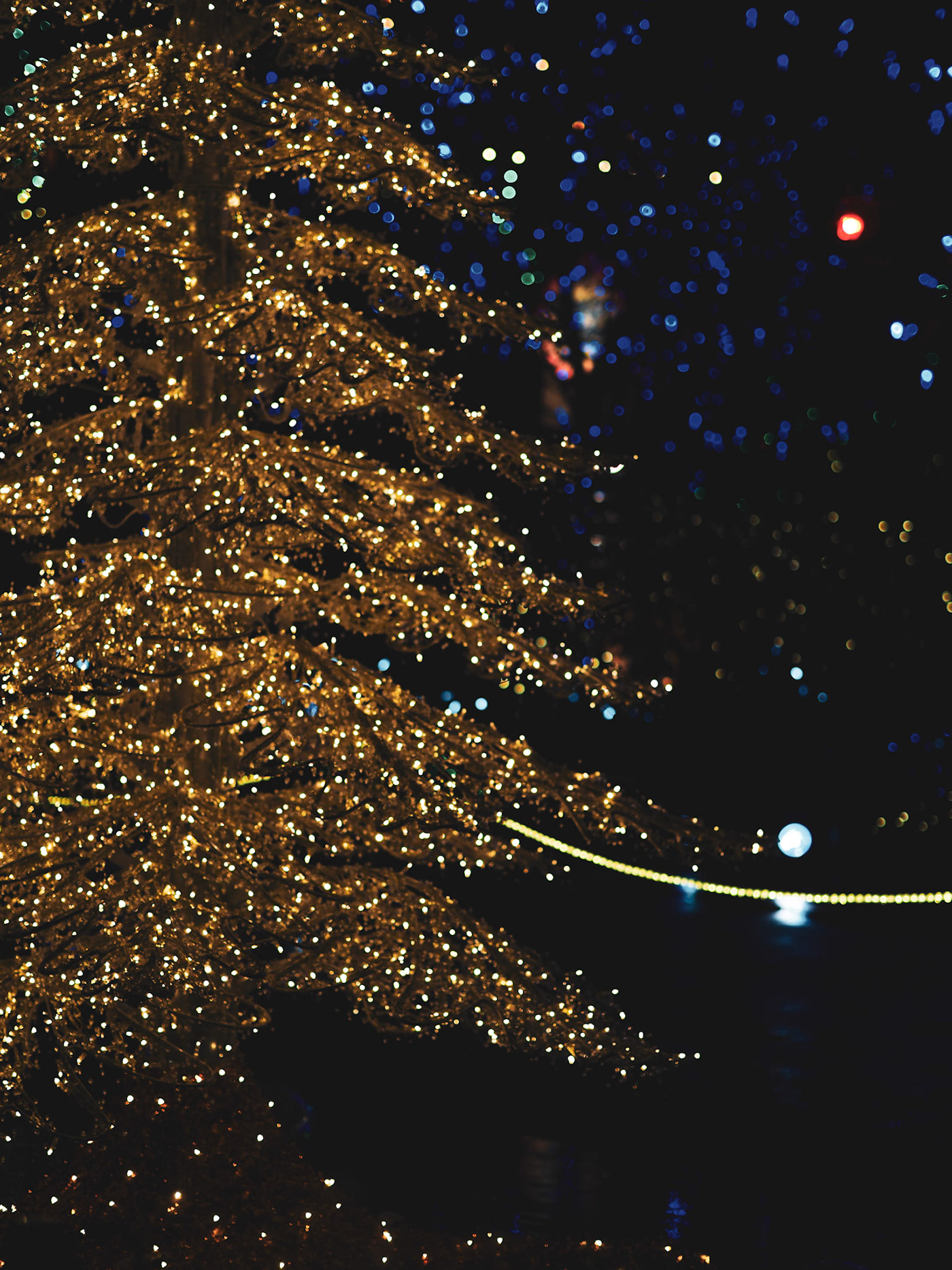 photogrphy Landscape vancouver Canada Christmas portrait lights