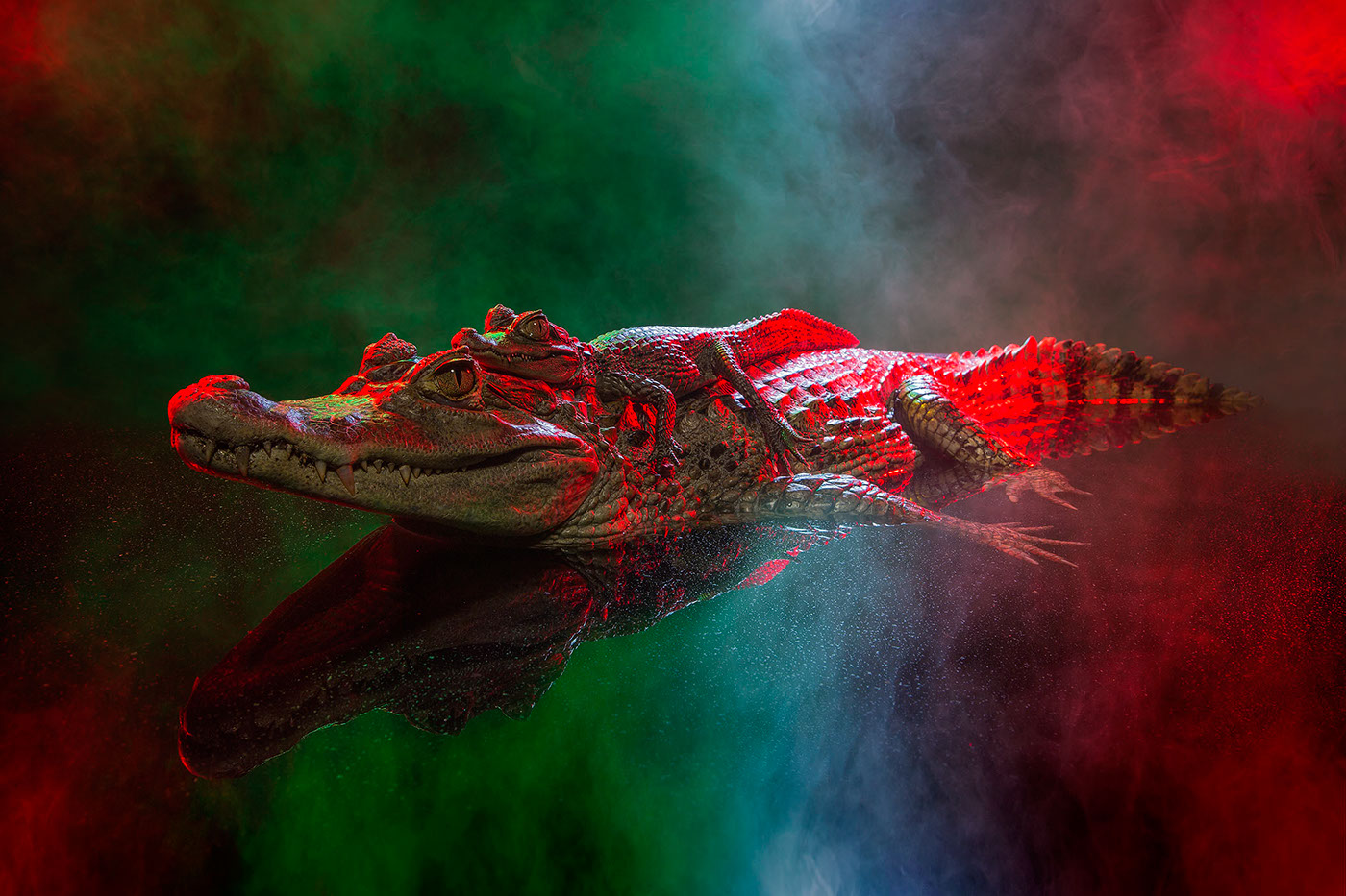 crocodile caiman animal lectures Animal lecture  lighting profoto smoke colour color motion Andrew McGibbon London studio