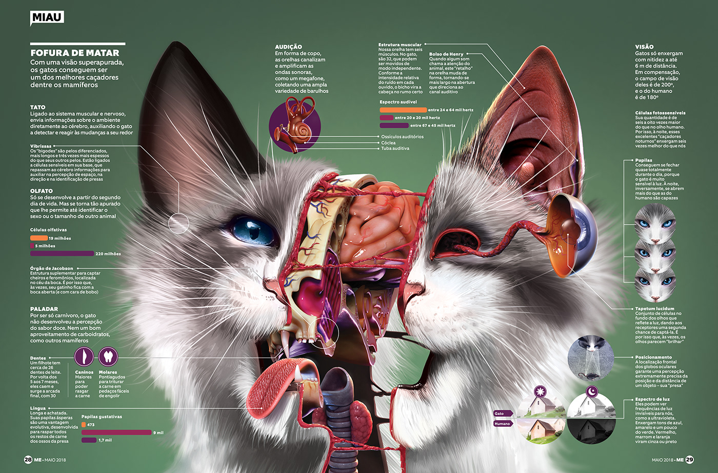 infográfico infographic cats Gato design magazine animal ciencia science Felino anatomia anatomy organs orgaos Zbrush 3D Render 2D