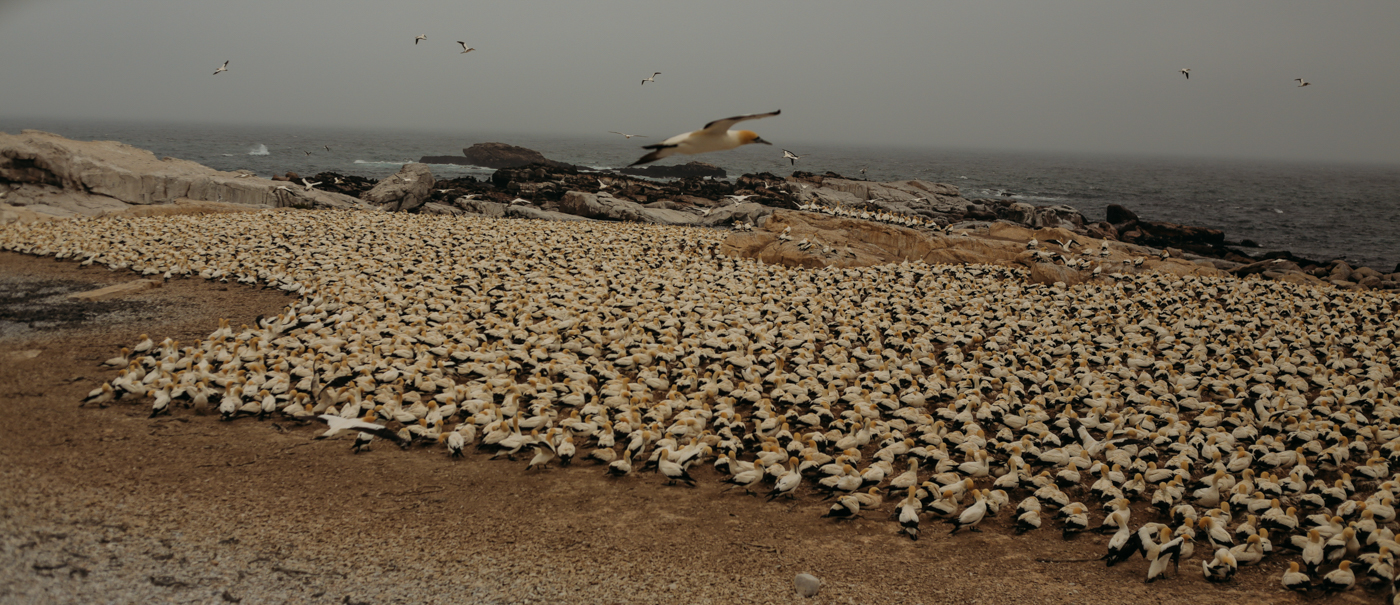 Photography  cinematography landscapes birds Ocean west coast western cape fishing braai