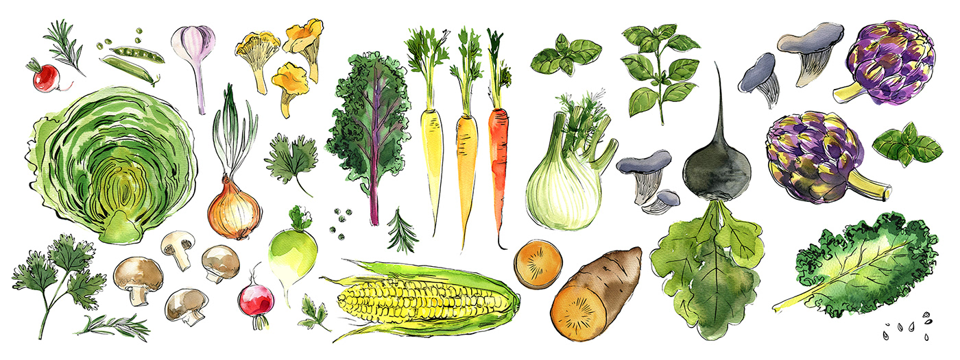 watercolor watercolour food illustration ILLUSTRATION  ink sketching TRADITIONAL ART food illustrator vegetables food sketch