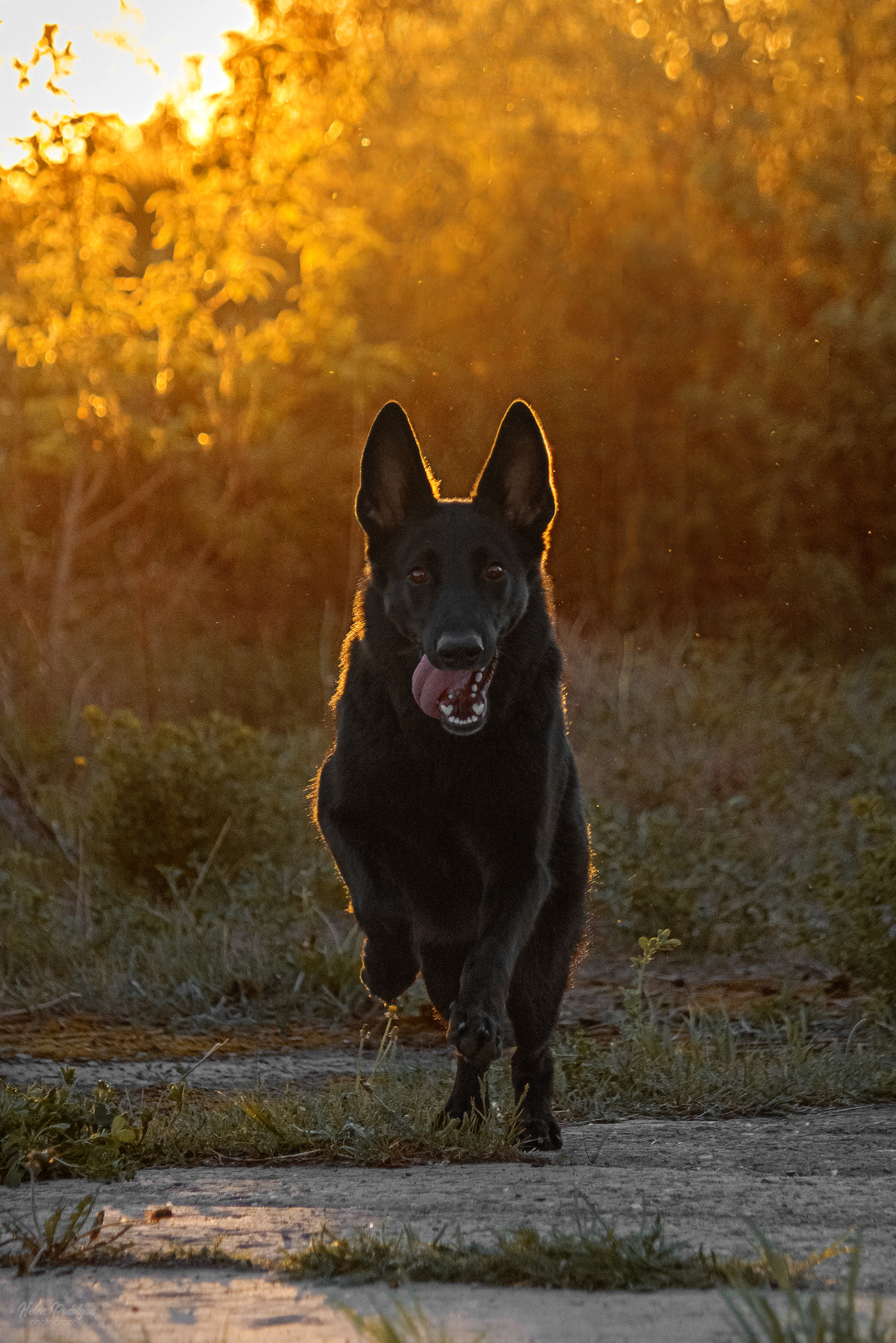dog Pet Photography  photographer petphotography dogphotography german shepherd Pet Portrait Canon photoshoot