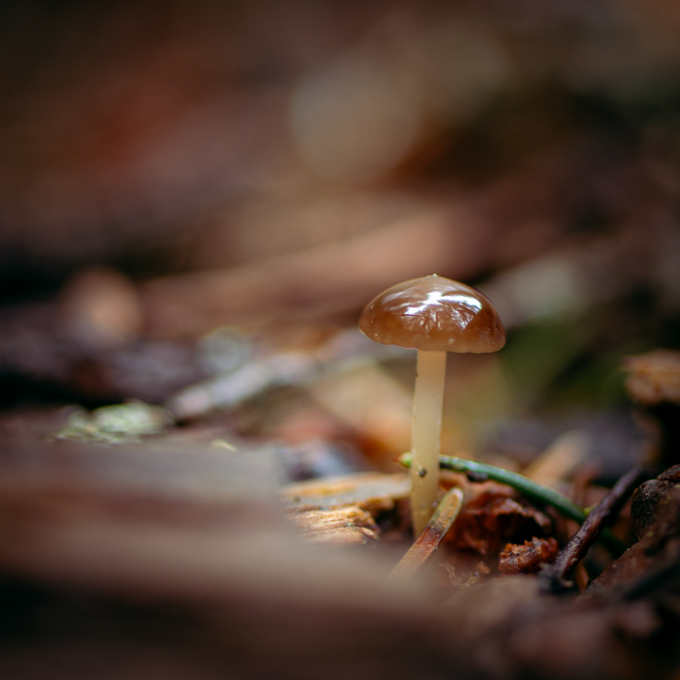 woodland forest Nature macro fungus trees