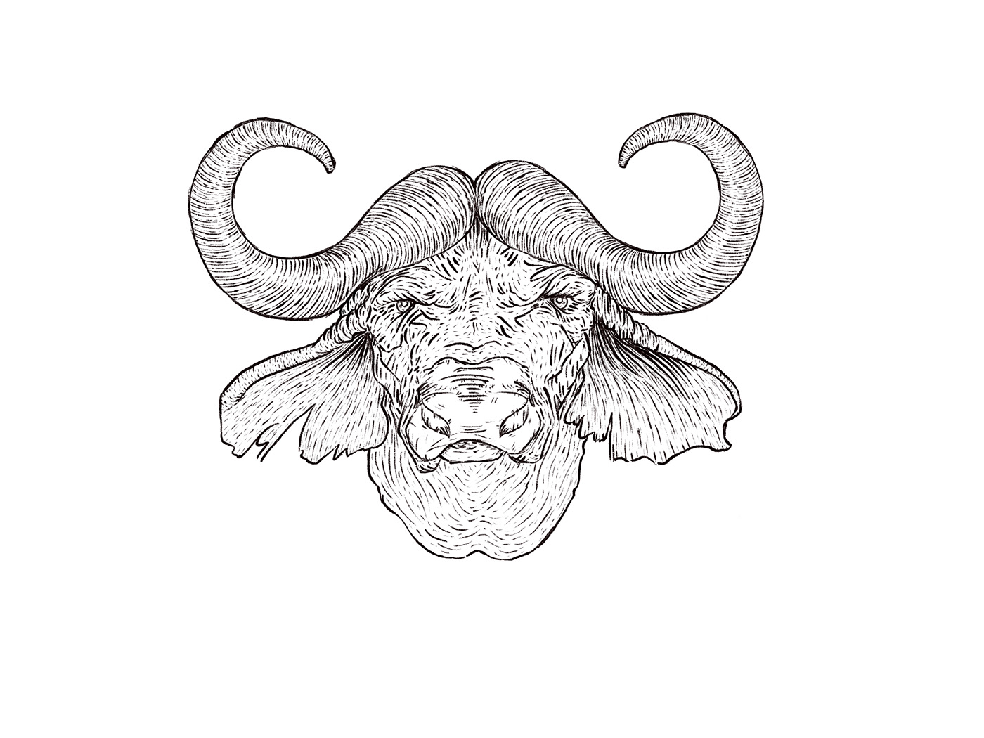 oscarpmlopes cape buffalo
