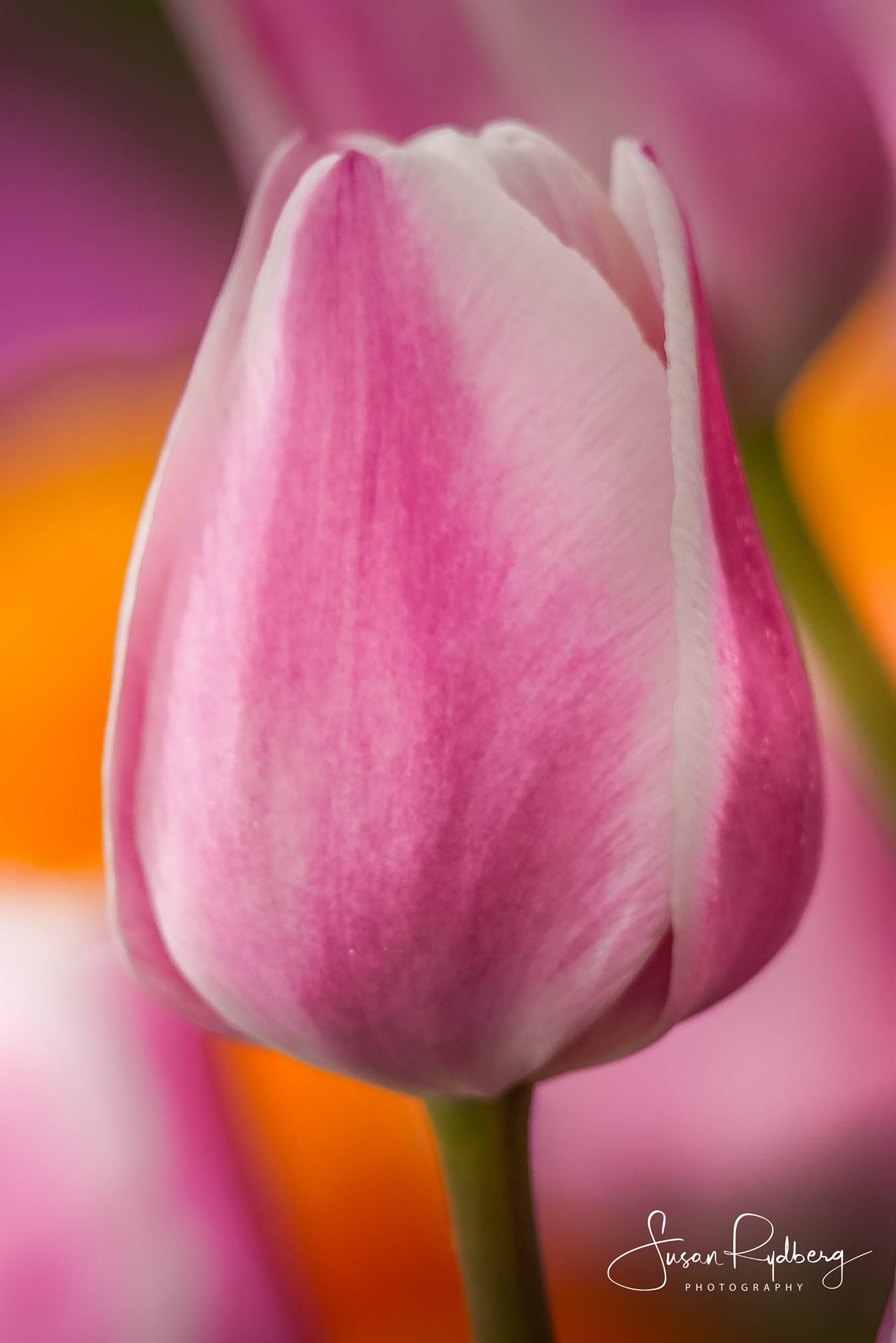closeup colorful Flora Flowers macro Photography  spring tulip tulips vibrant