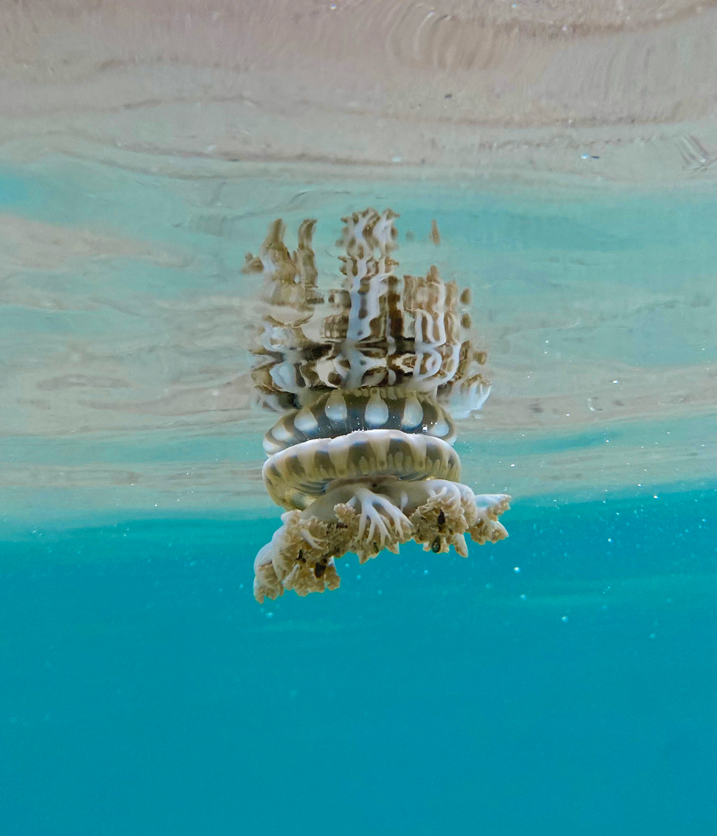 Behance egypt hurghada jellyfish shalhashesh