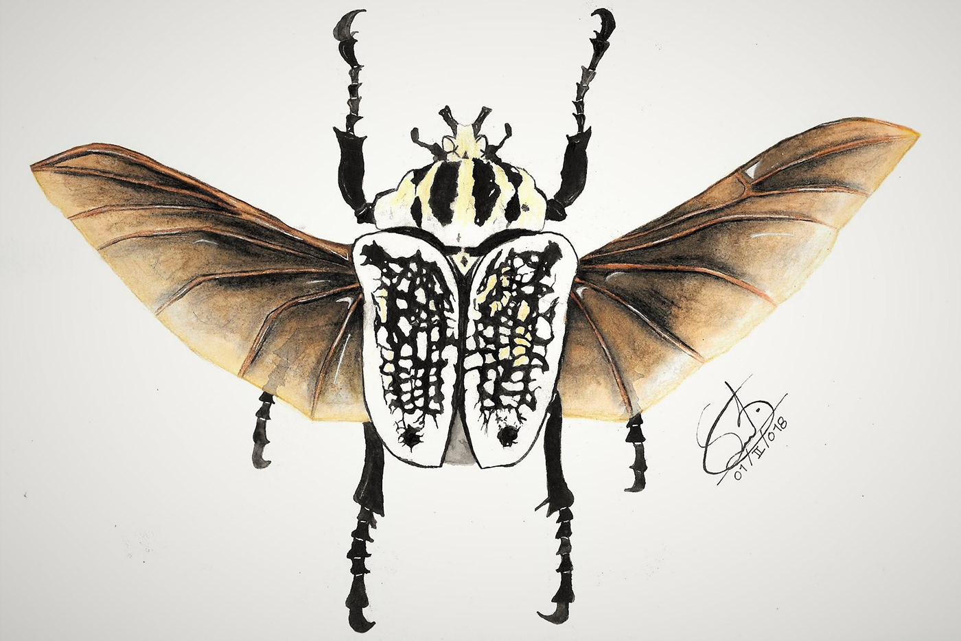 escarabajo golíat acuarelas watercolor ColorPencil dibujo ilustracion