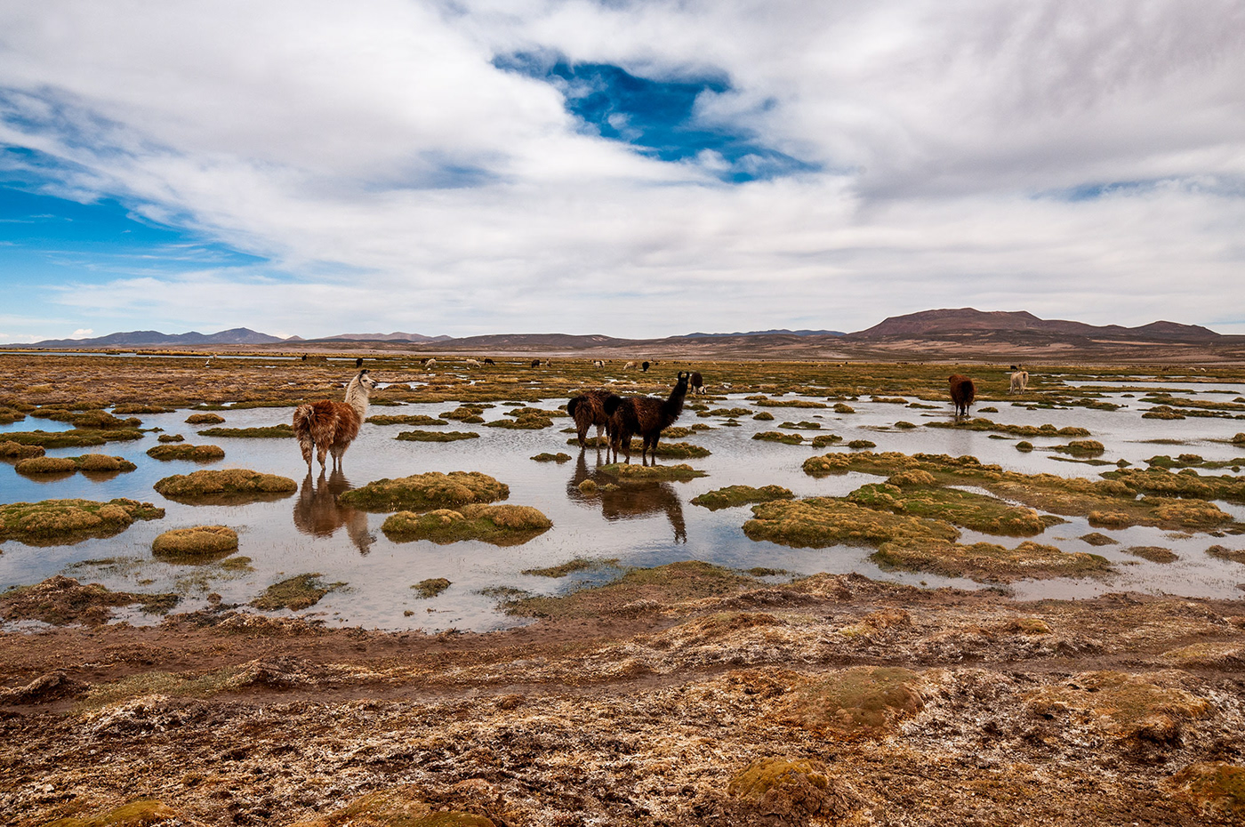 Group of lamas is standing in shallow lake in Bolivia.