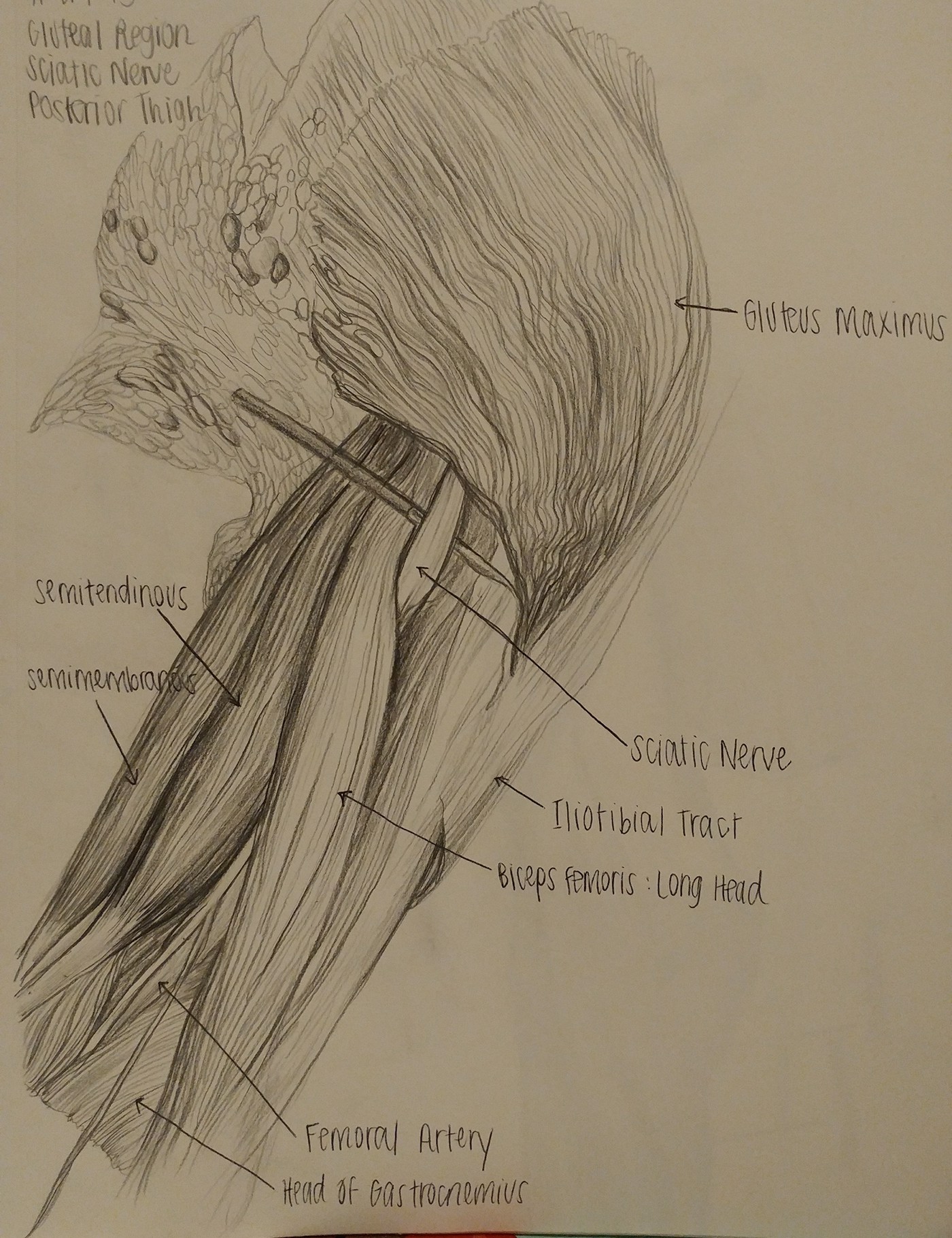 anatomy cadaver medical