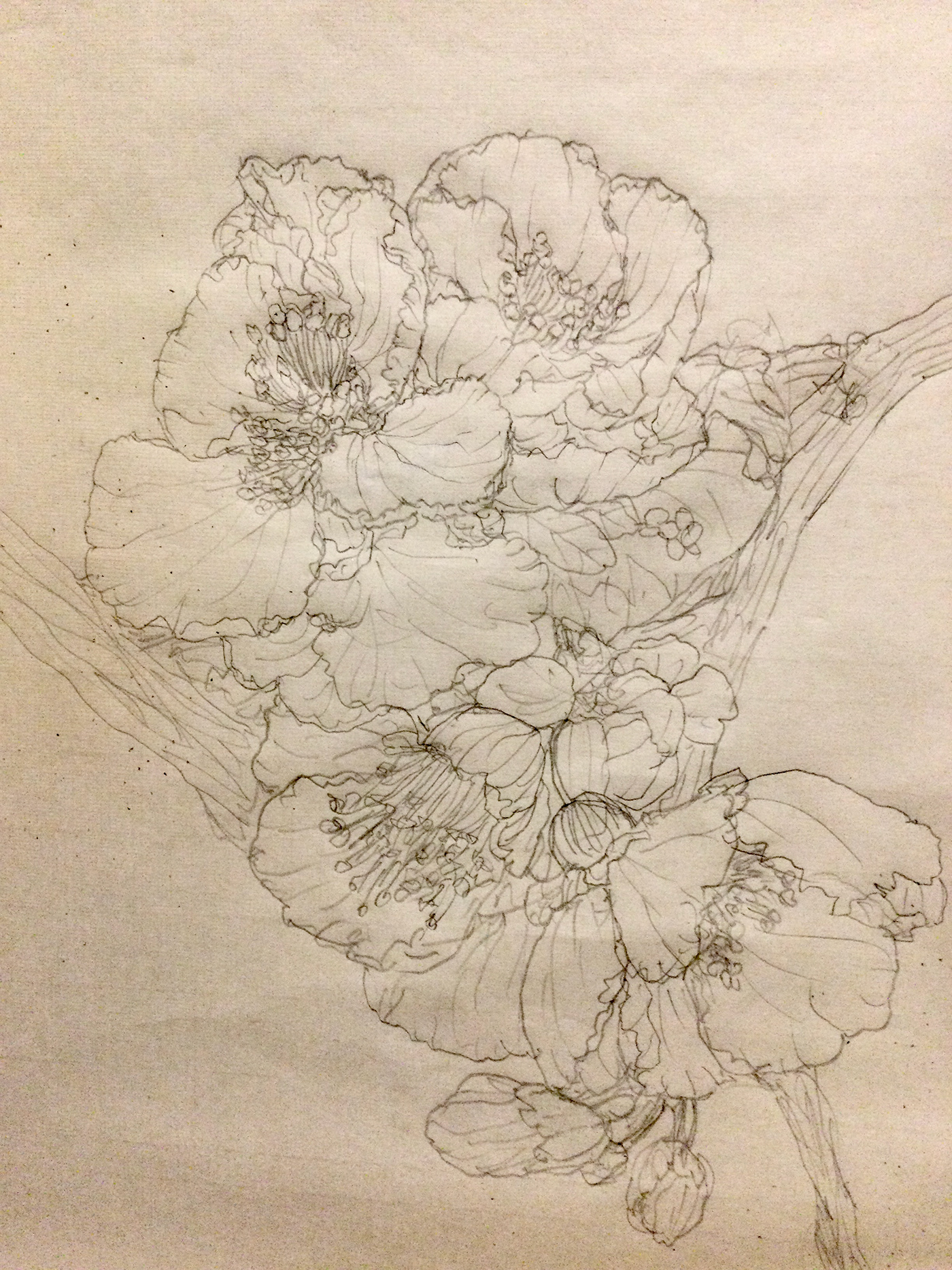 flower sketch Christmasrose
