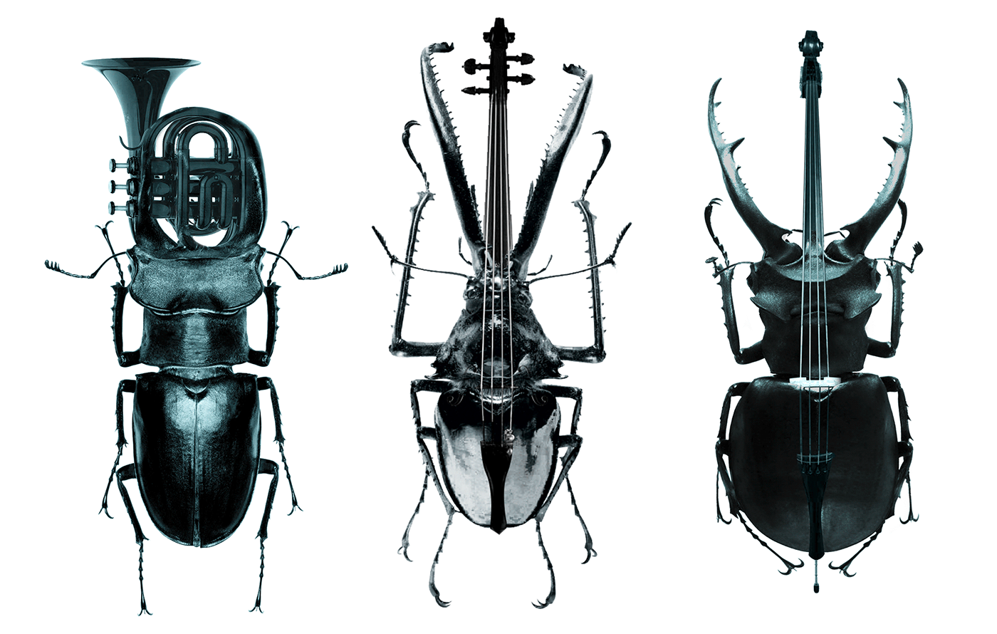 Insects photomanipulation classic music Music Agency Corporate Design design