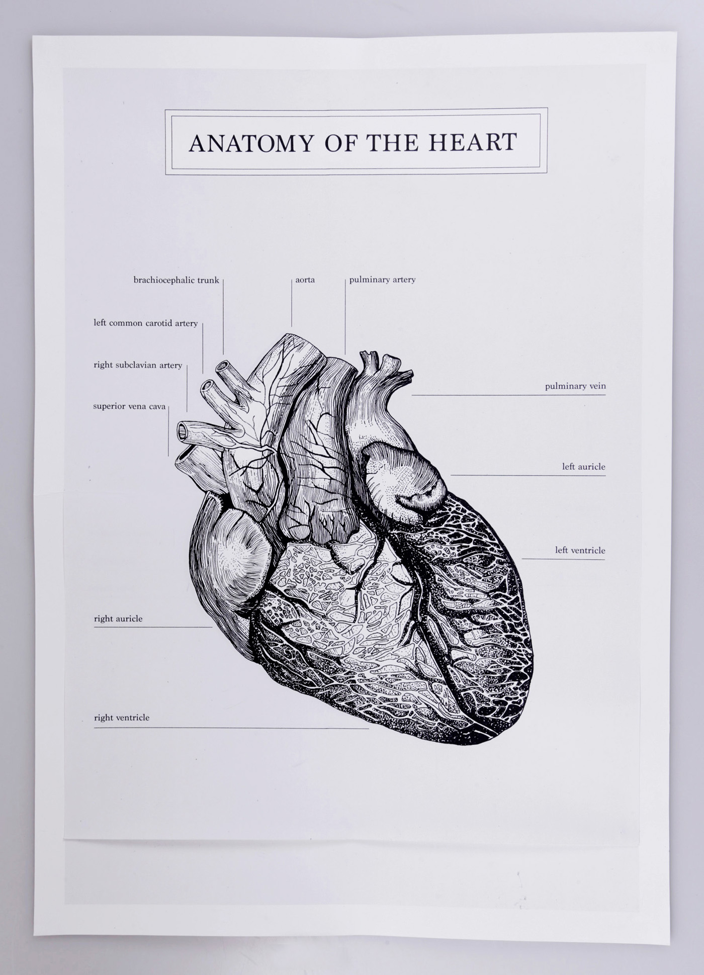 heart anatomy visual representation expressions ESAD idiomatic book poster red White scientific Love portfolio small