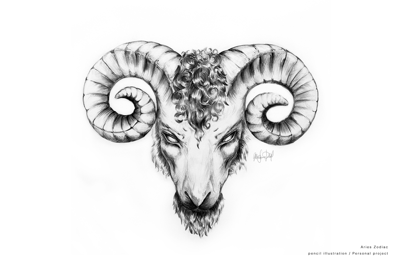 pencil ILLUSTRATION  zodiac aries Illustrator animal Pencil illustration graphic design 