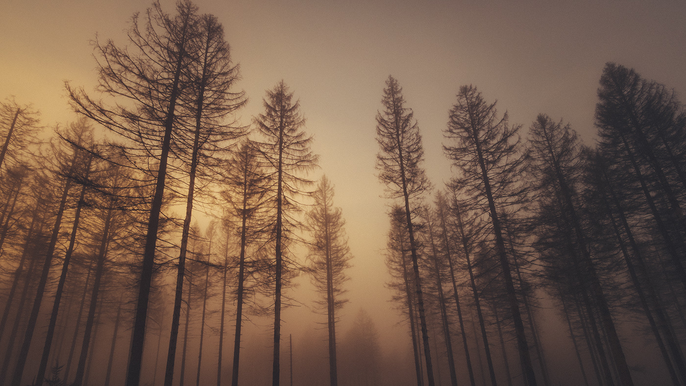 fog forest Landscape light lightroom Magical Nature Photography  Sunrise trees