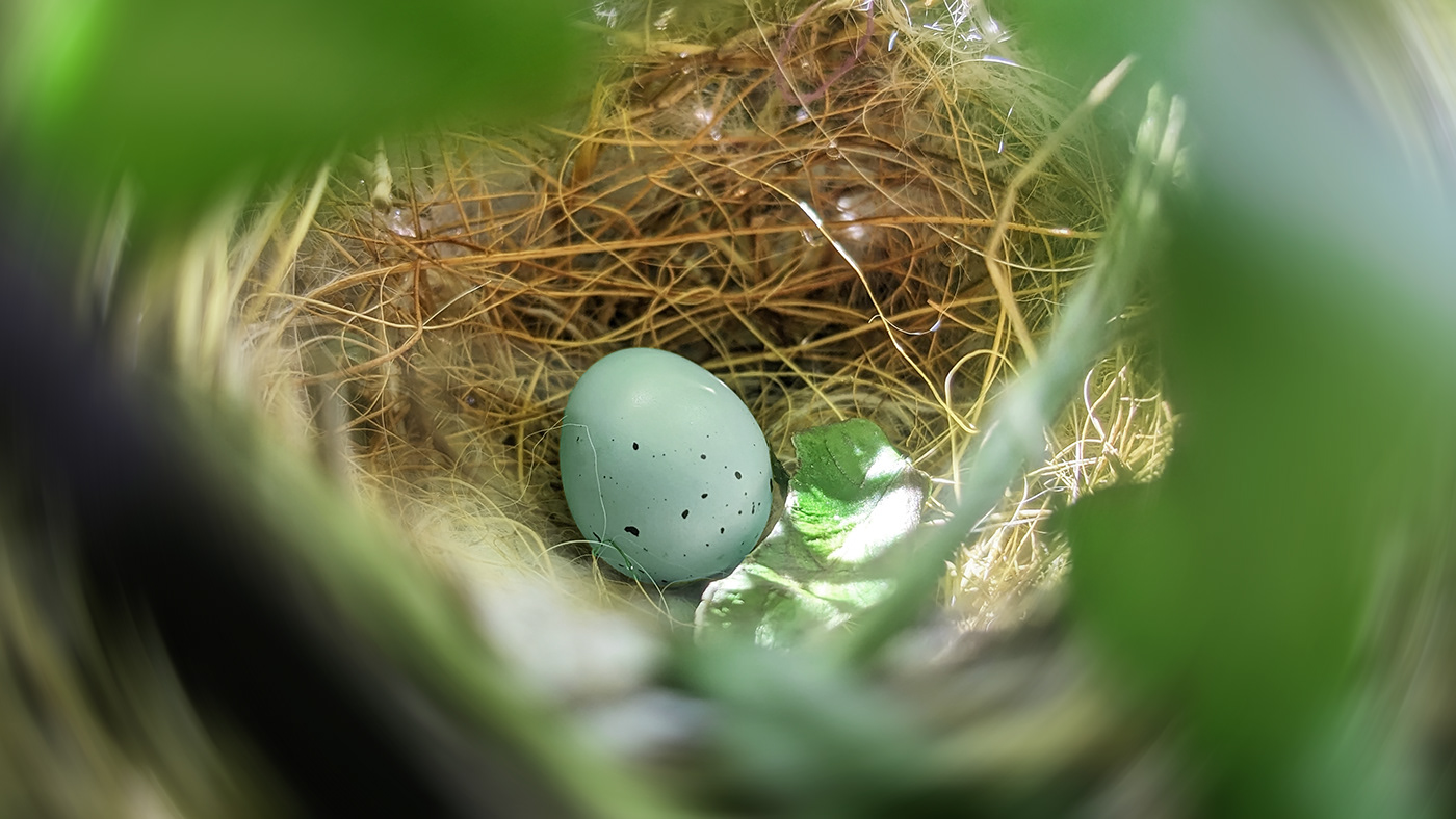 bird egg Finch Macro Photography Nature Photography  shelby shelby hanlon spring