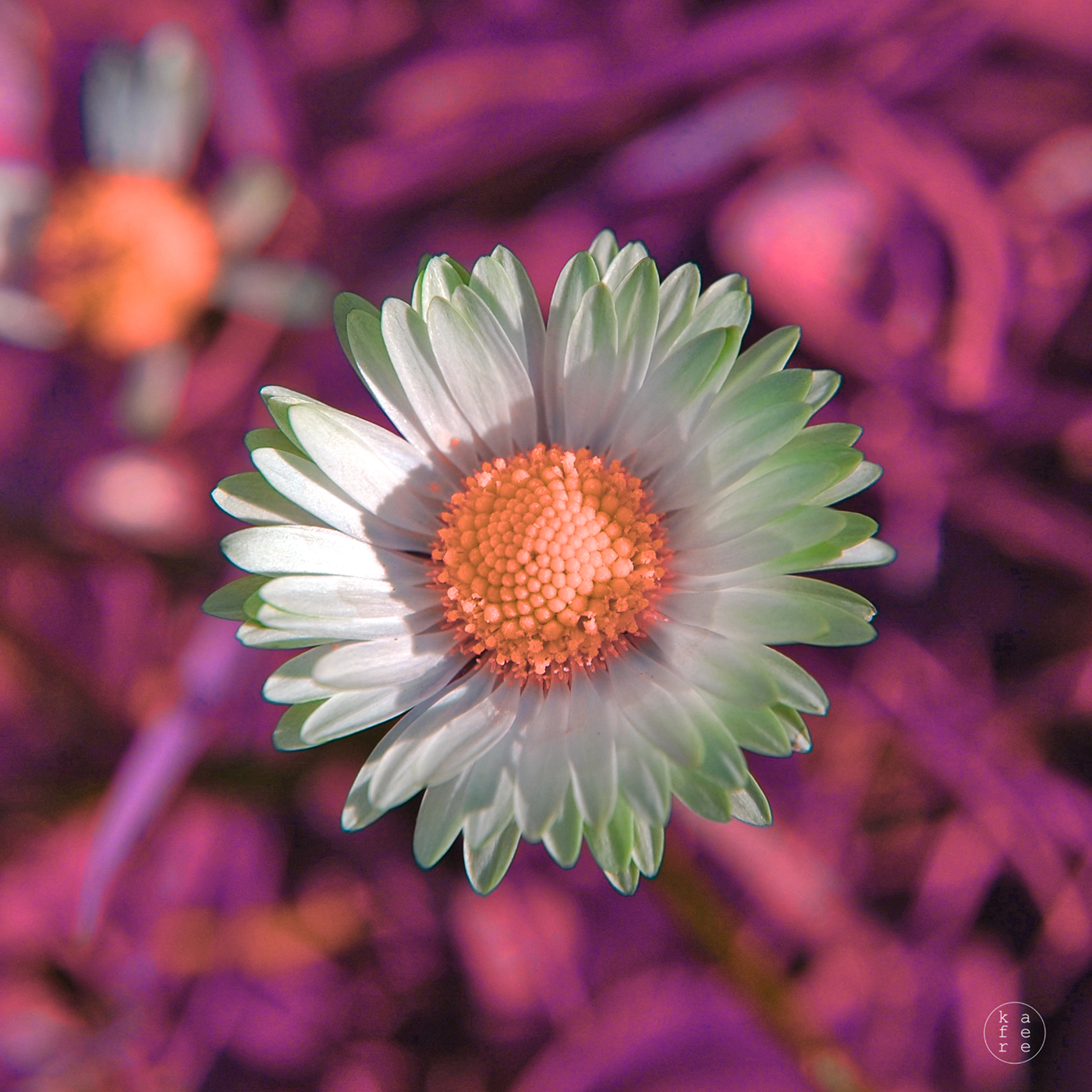 infrared Nature Flowers closeup macro scenery details