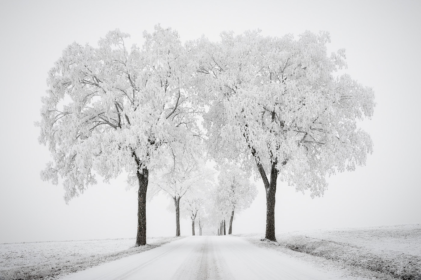 winter trees alley avenue Minimalism monocrome