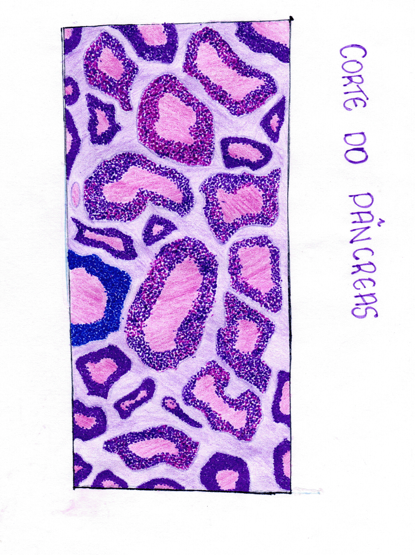 corte histologico Epitelio fisioterapia pancreas tecido tecido epitelial