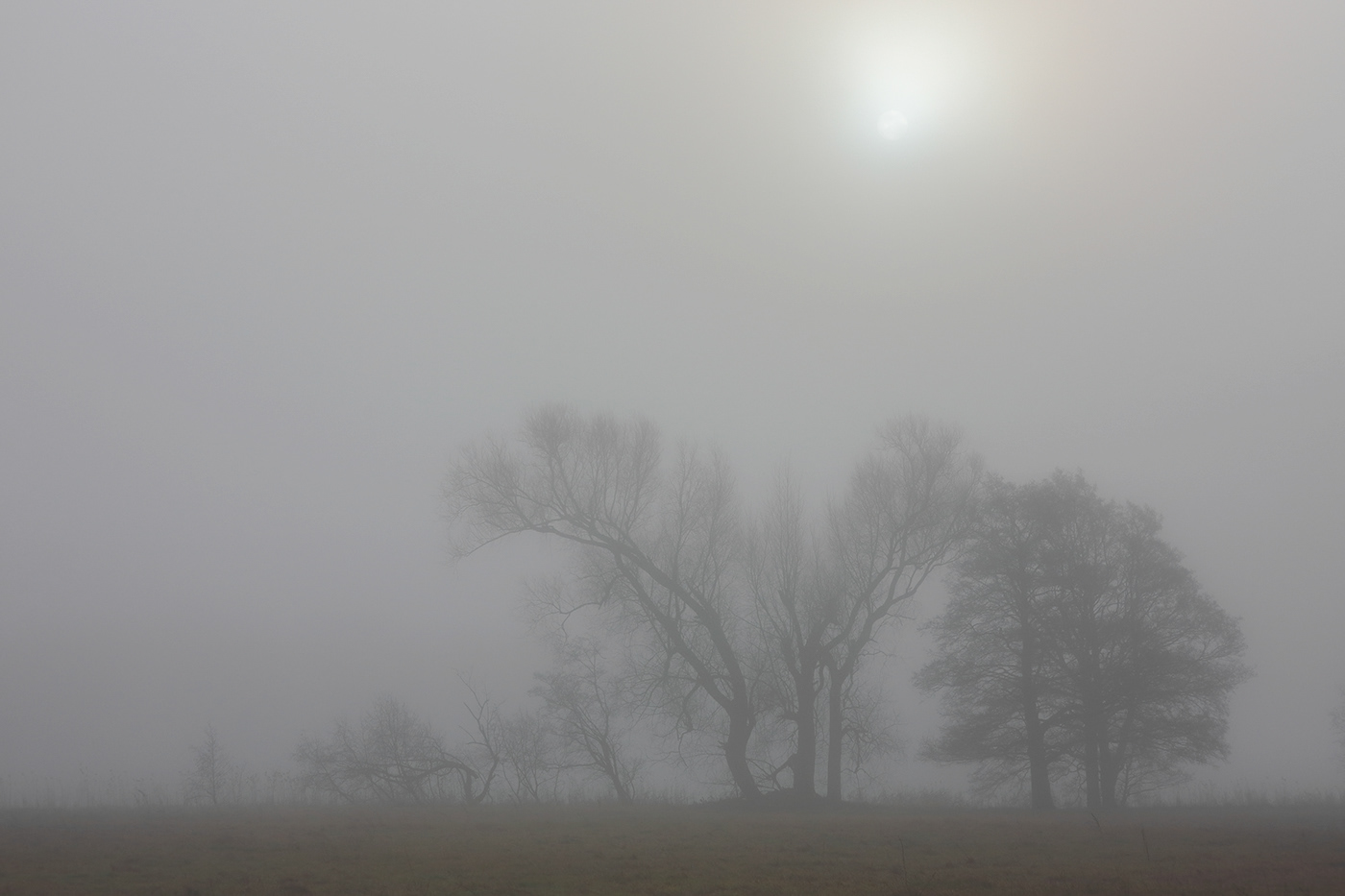 fog Fog Photography Landscape lietuva lithuania Mindaugas Buivydas mist tree art winter