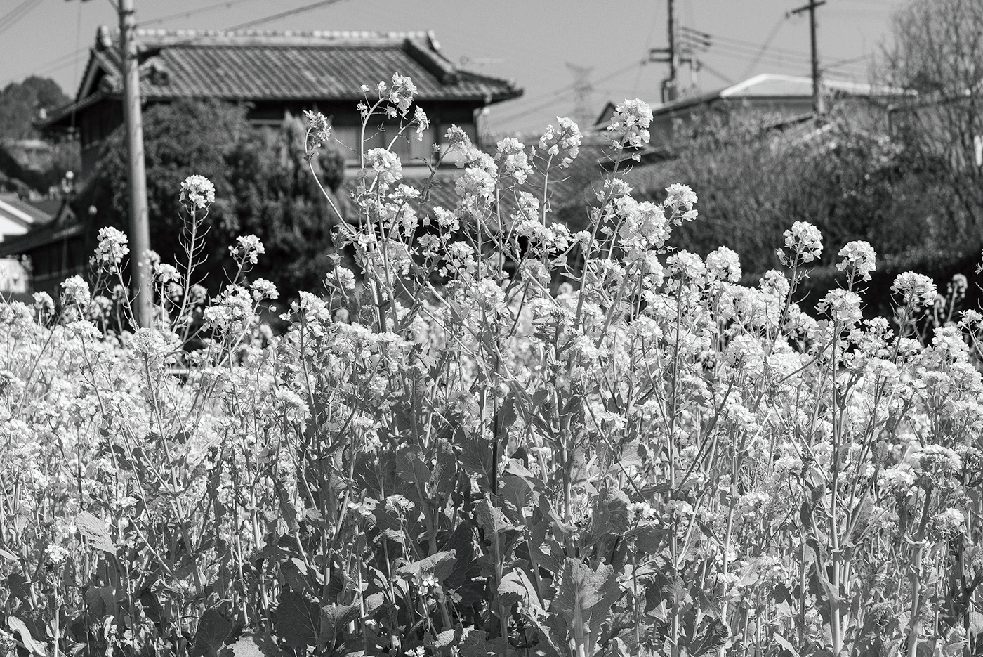 monochrome black and white countryside Wakayama Prefecture japan