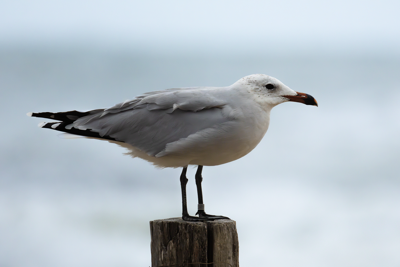 bird Nature Photography  spain gull