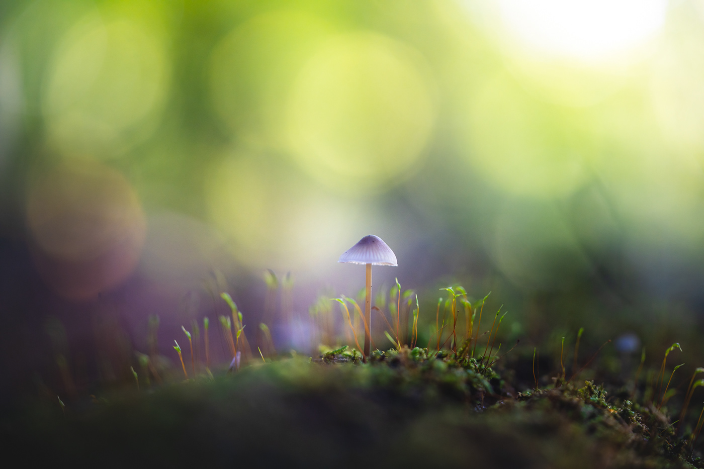 autumn forest Fungi macro Mushrooms shrooms The Netherlands