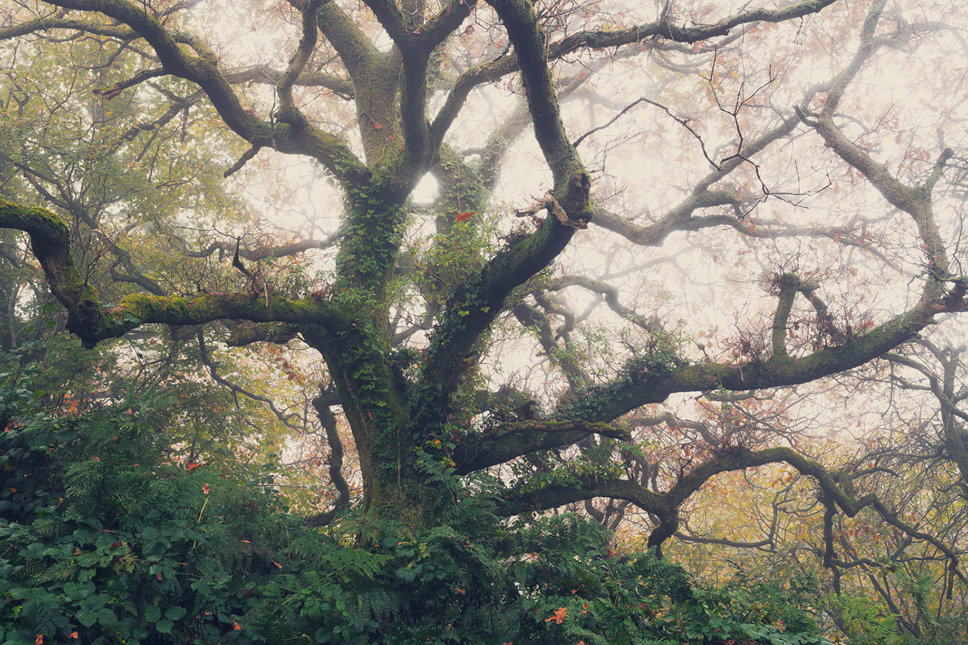 autumn DAWN forest Grove Landscape mist Nature path Treescape oak