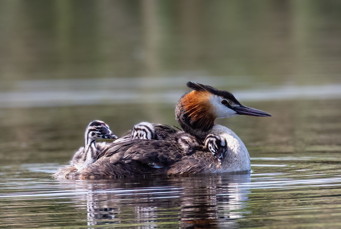 grebe waterbird Nature Great Crested wildlife nature photography grebes
