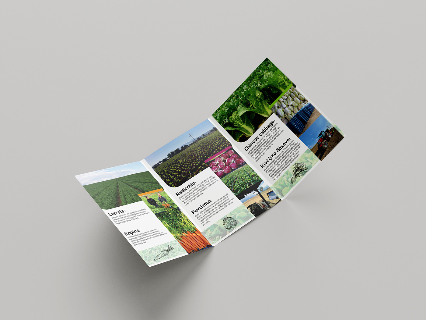 Advertising  brochure design designs flyer graphic design  Layout print typography   visual identity