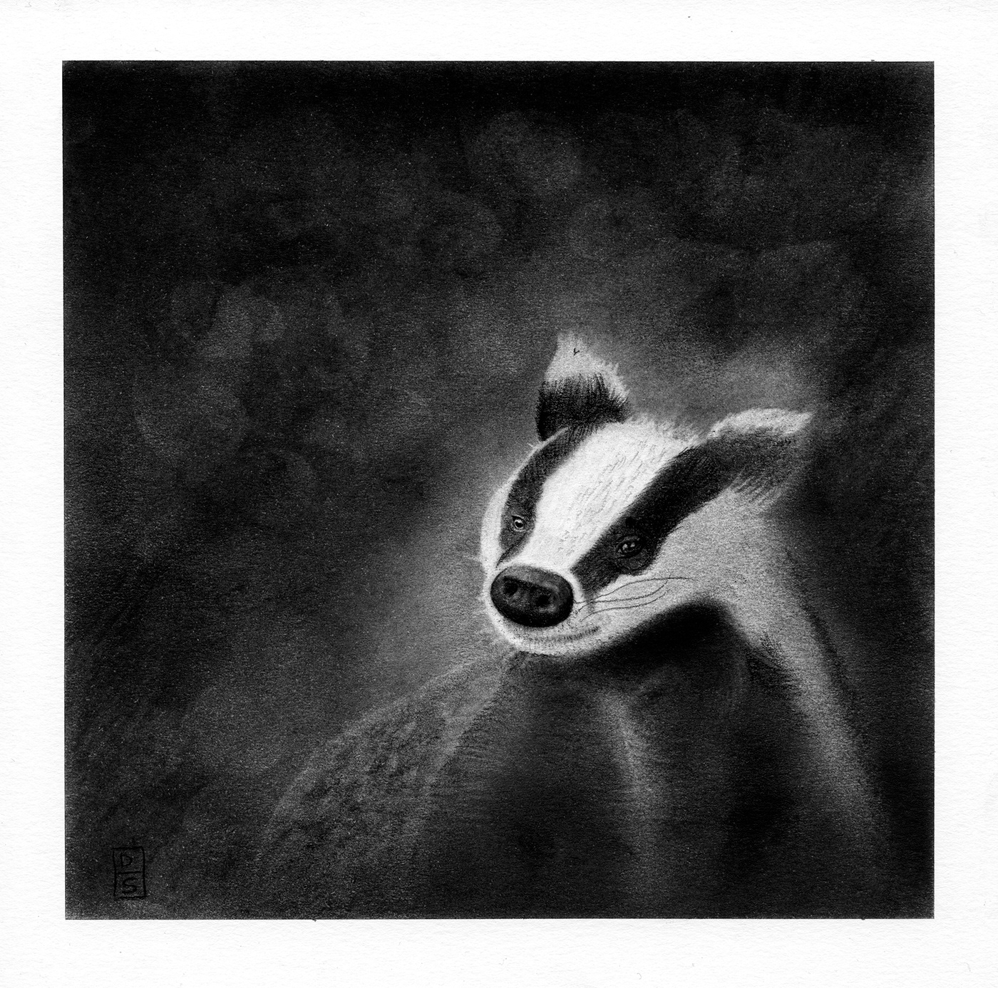 animal b&w badger charcoal charcoal drawing test