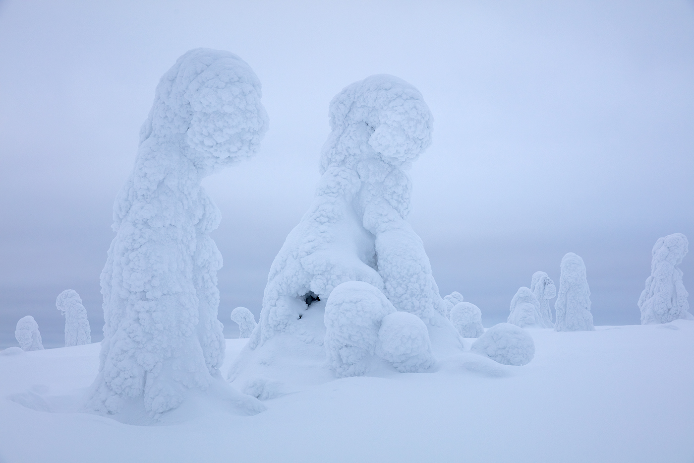 winter finland Lapland snow trees Arctic imagination fairytale Wizards rissitunturi