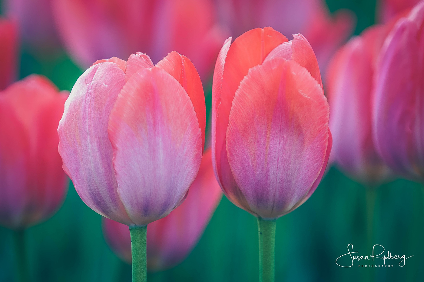 tulips vibrant Flora pink glowing colorful garden spring gorgeous digital photography 