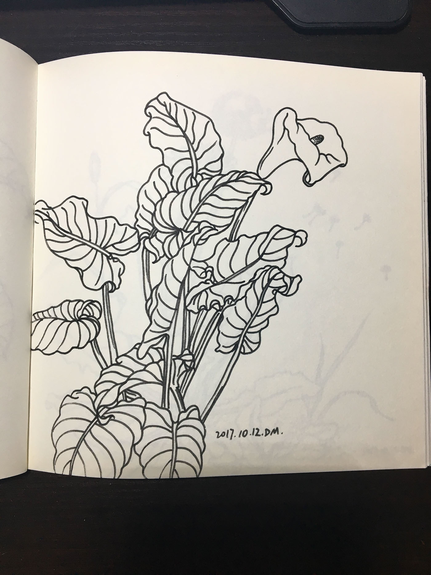 花卉植物 线稿 绘画 白描
