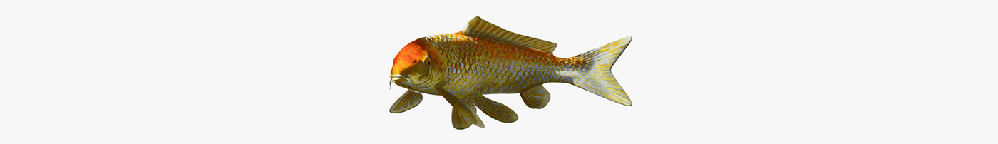 octane Render wei c4d design koi fish digital art motion