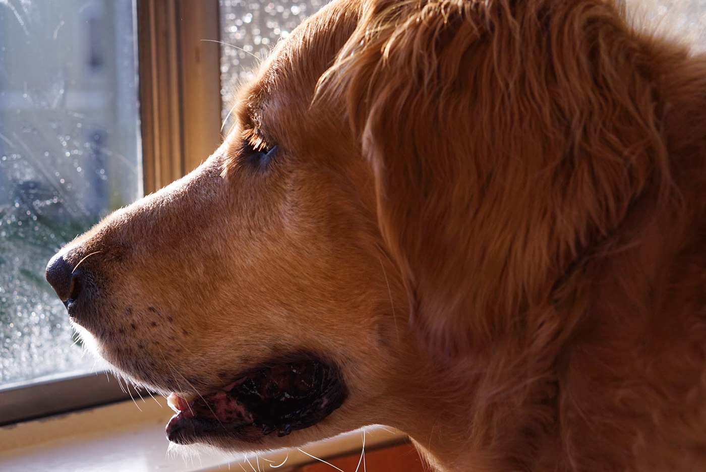 Adobe Portfolio GOLDENRETRIEVER dog bestfriend furbaby bff