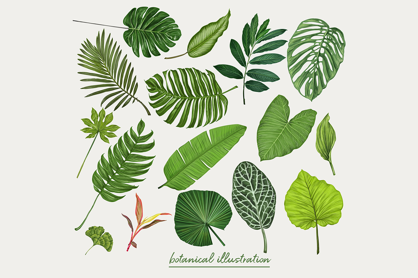 monsterra leaves packaging design pattern colorful Tropical exotic HAWAII background botanical
