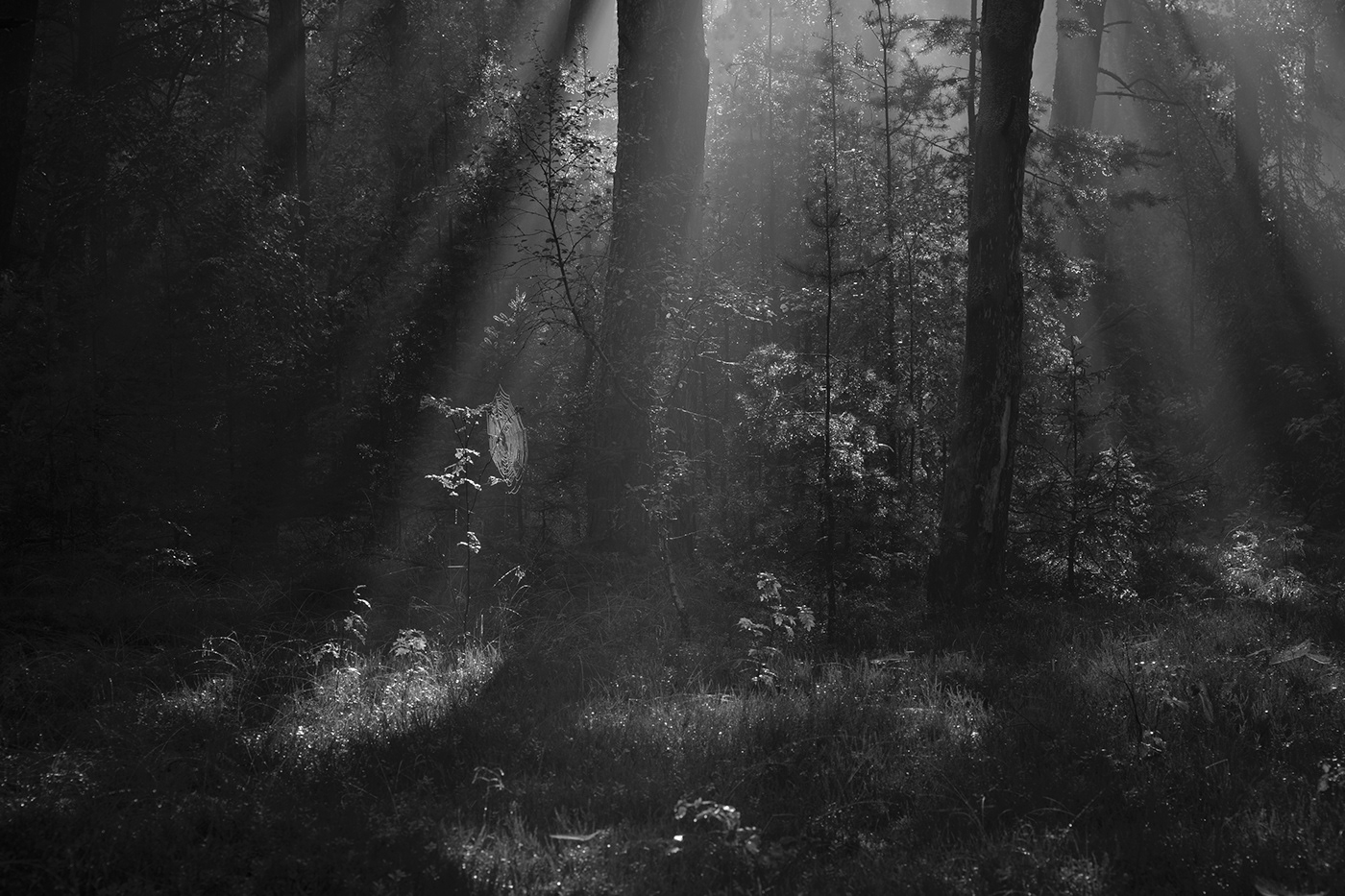 fog forest Landscape lietuva lithuania Mindaugas Buivydas mist Nature trees