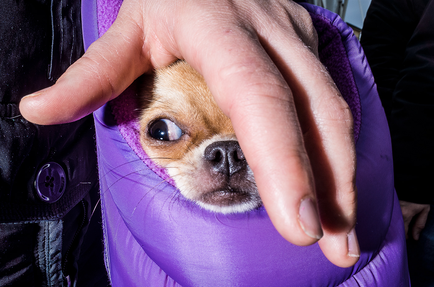 animal dog Fashion  Flash inspire life people photo portrait street photography