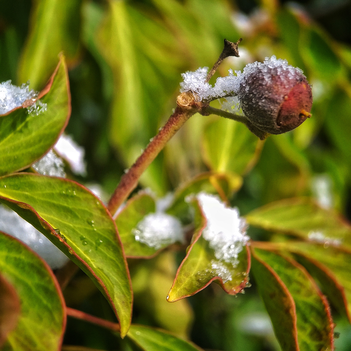 winter Nature snow frost plants Photography  colorphotography