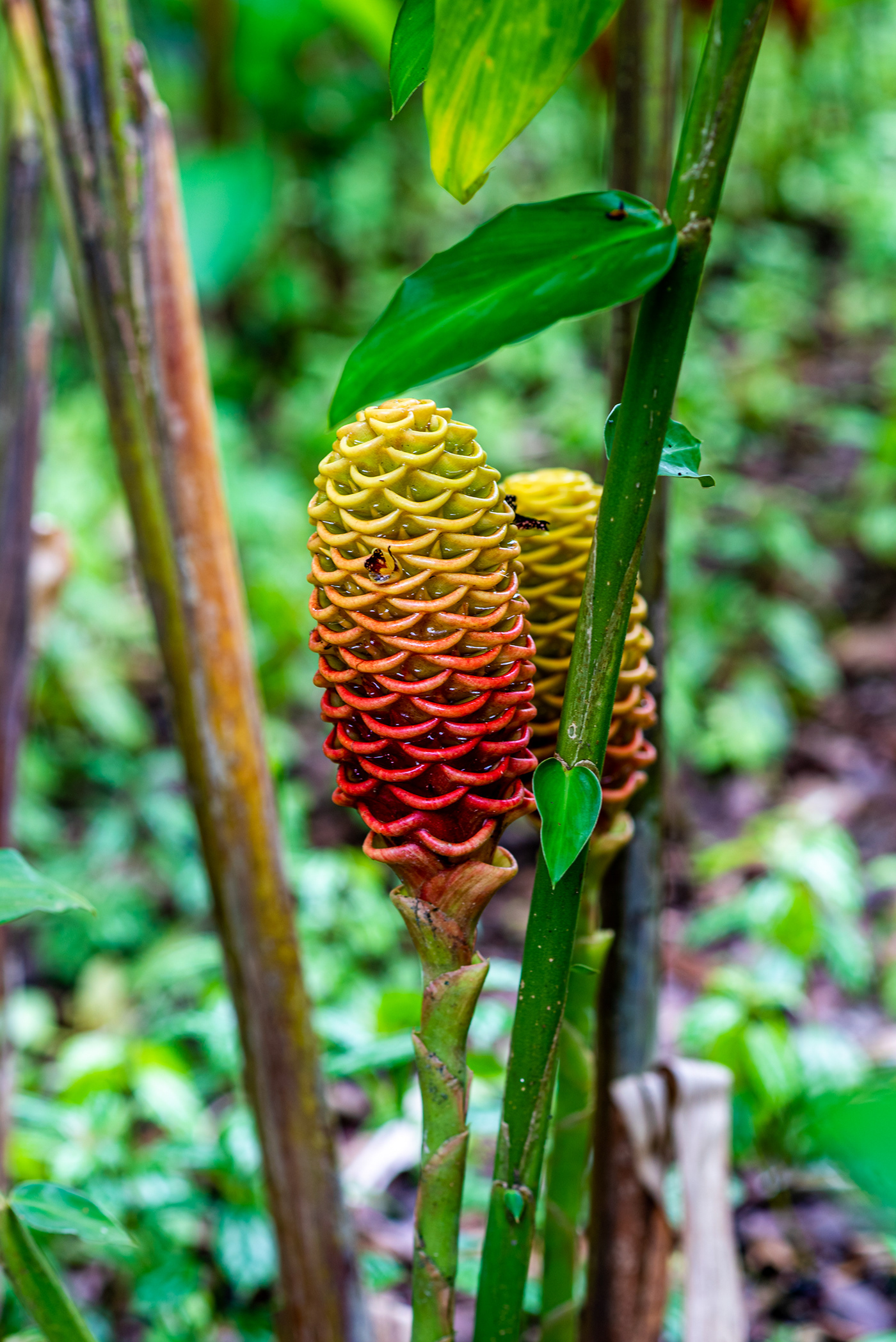 flower Martinique