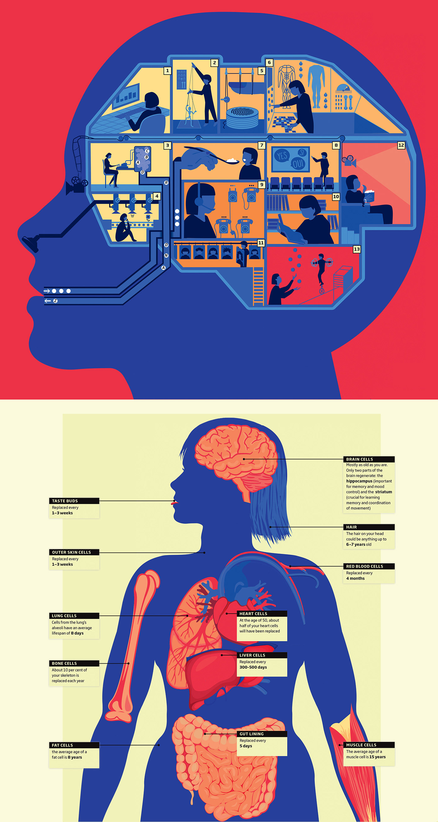 book design book brain science infographics infographic storytelling blue red illustrations body
