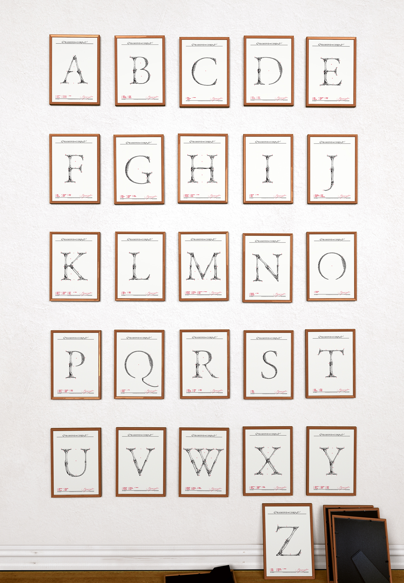typography   handmade drawings letters posters Poster Design alphabet type anatomy skeleton