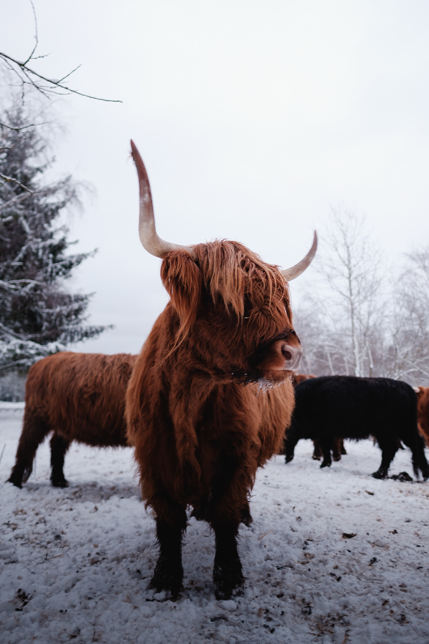 animal Cattle germany highland cattle portrait snow winter