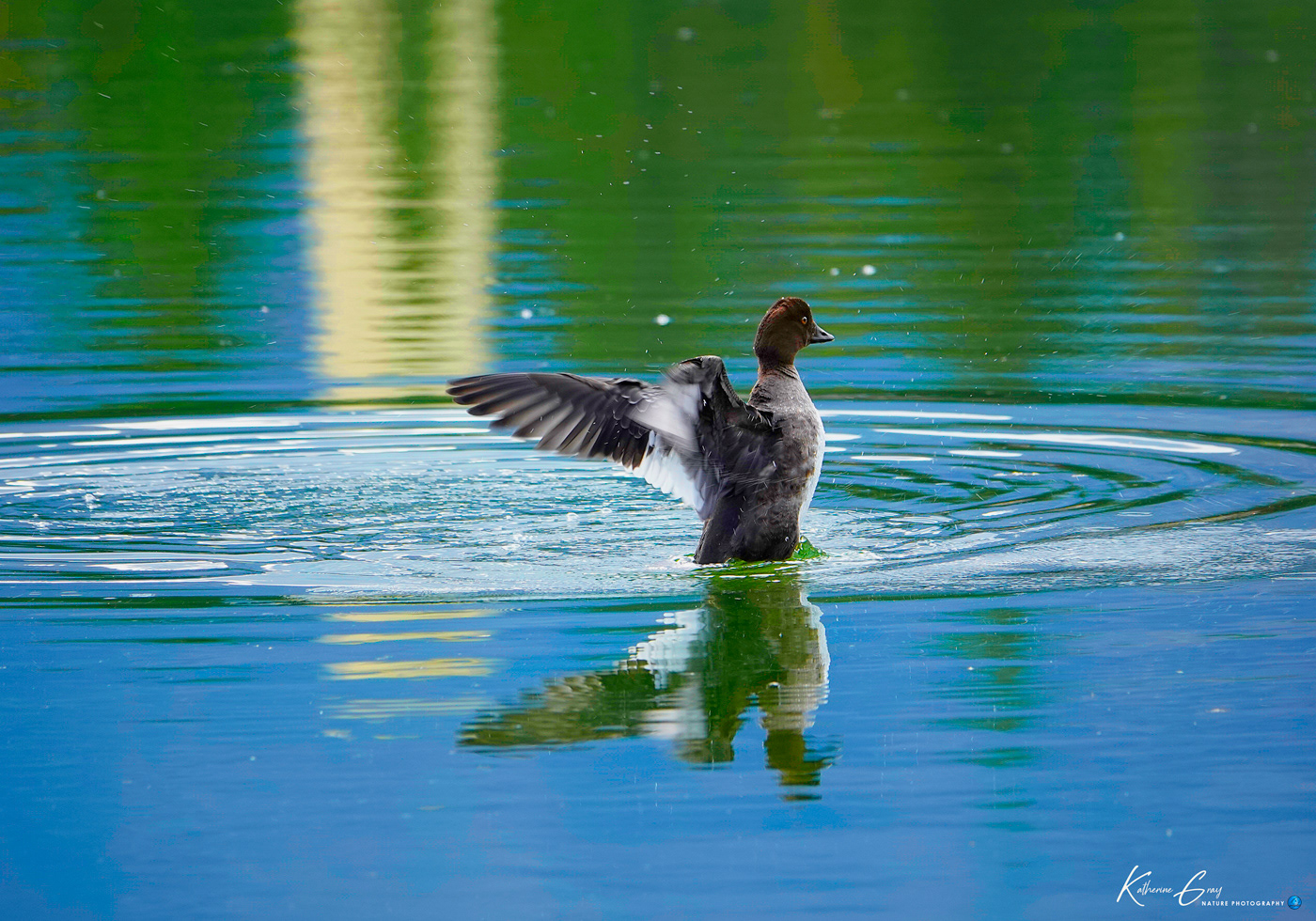 merganser bird waterbird fowl water lake diving duck jasper swimming