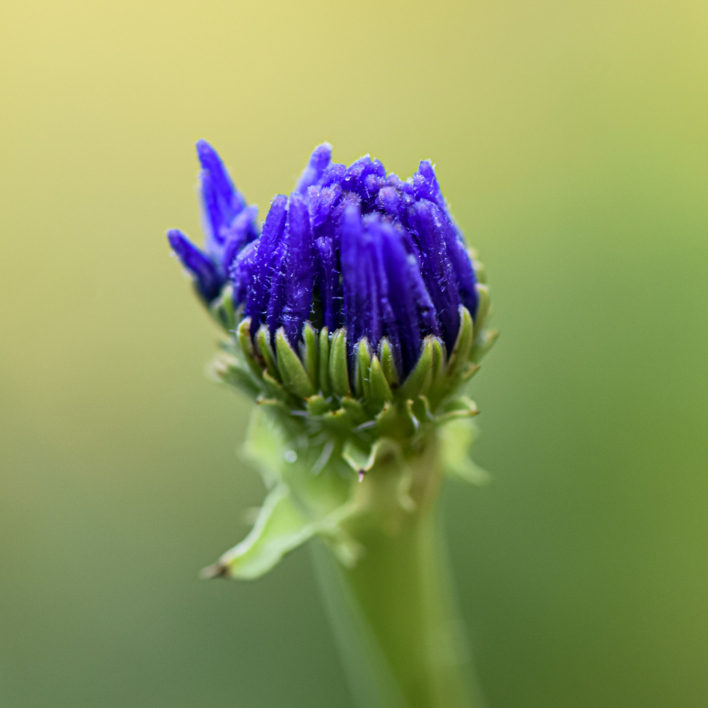 Lettuce Flower