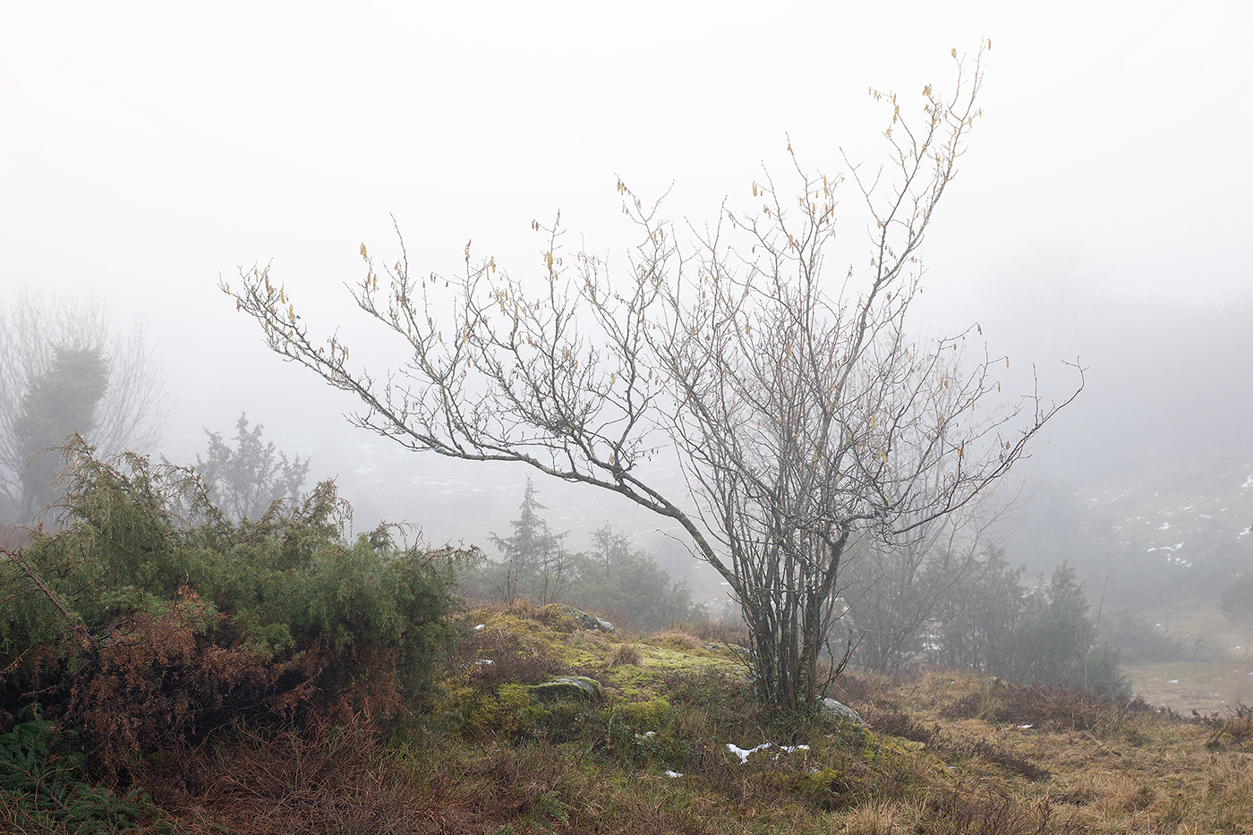 fog MORNING walk table top mountain Nature Landscape lenasanver Sweden