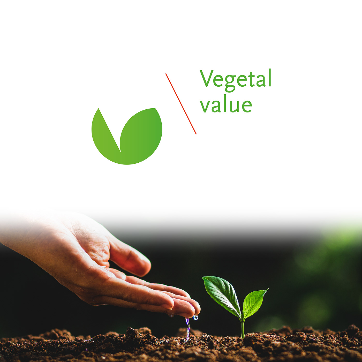 branding  logo design vegetal vegetables logo construnction